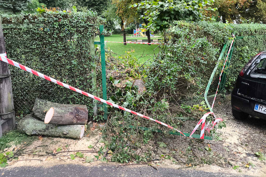 Drzewo runęło na samochód w Rzeszowie