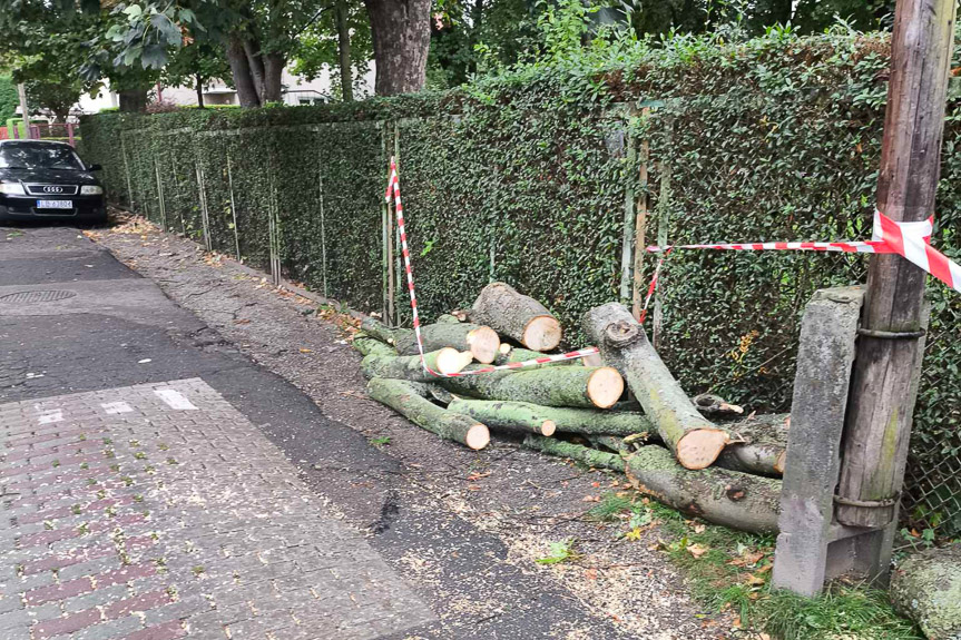 Drzewo runęło na samochód w Rzeszowie